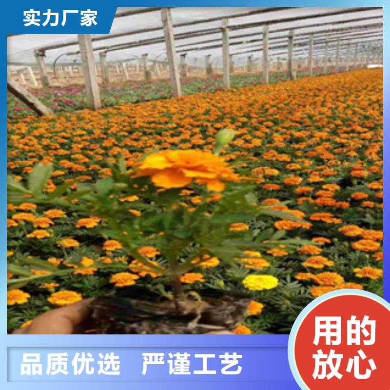 阜阳(当地)宿根花卉-宿根花卉基地 拒绝伪劣产品