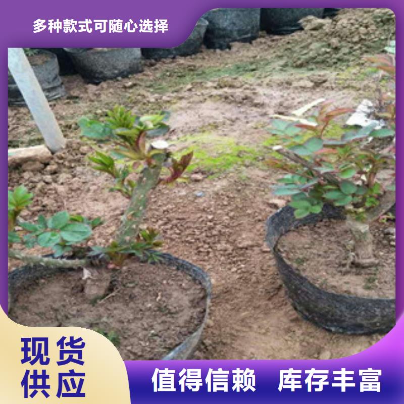 花海景观耐寒耐旱草花基地随到随提