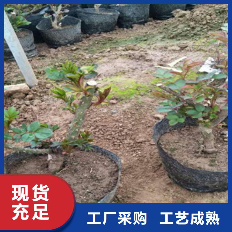 花海景观【宿根花卉基地】专业生产N年