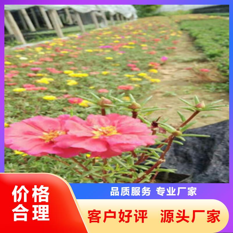 花海景观耐寒耐旱草花基地随到随提