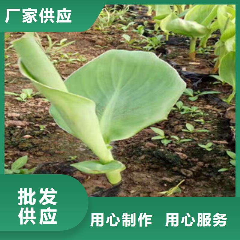花海景观-水生植物/荷花睡莲厂家直营