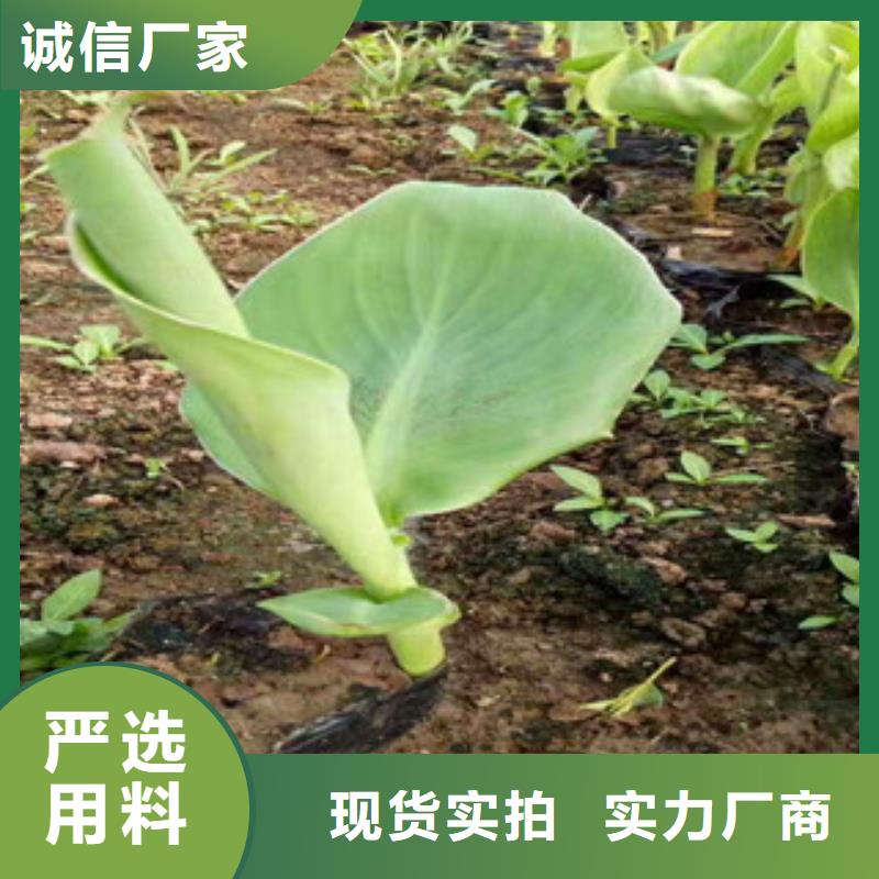 花海景观【宿根花卉基地】专业生产N年