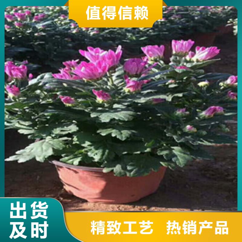 花海景观-花海景观工程来图来样定制