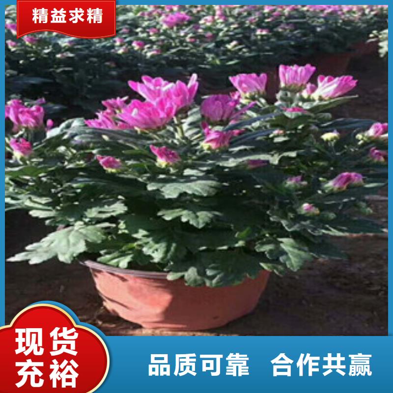 花海景观宿根花卉基地不断创新