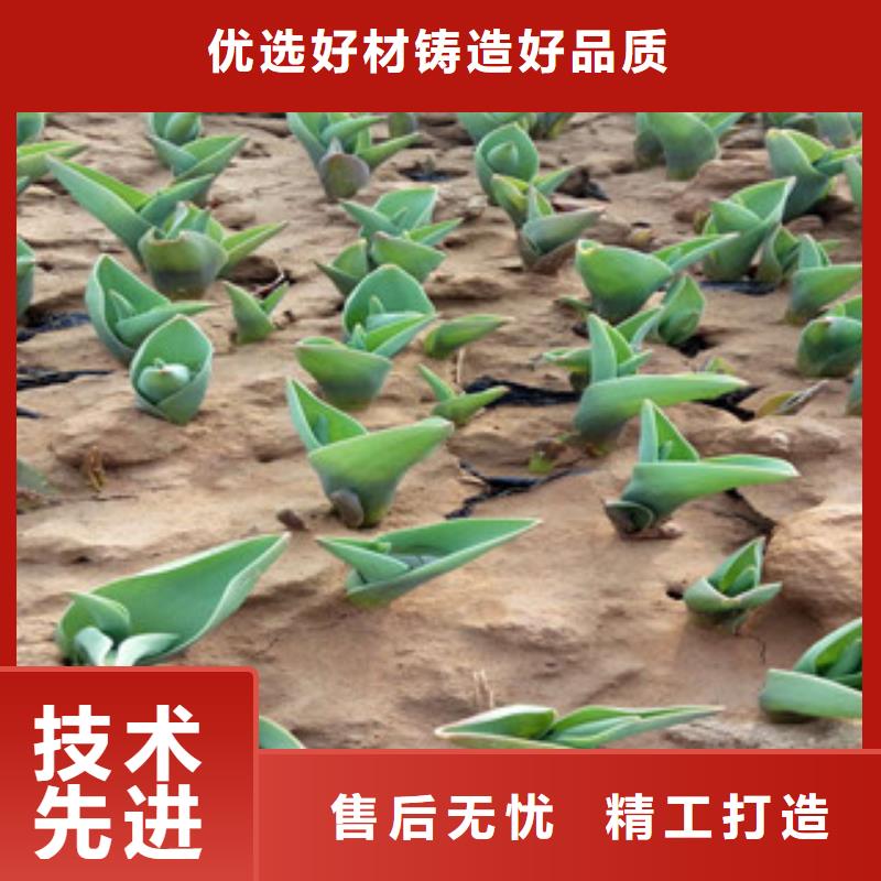 花海景观柳叶马鞭草/薰衣草支持定制批发
