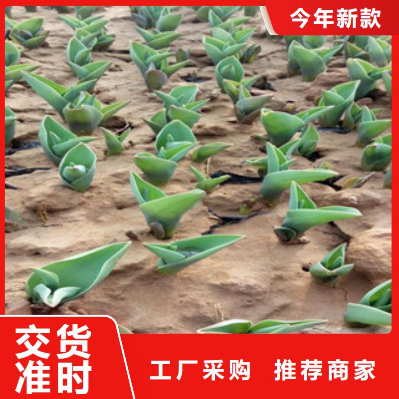 【花海景观】水生植物/荷花睡莲产地直供