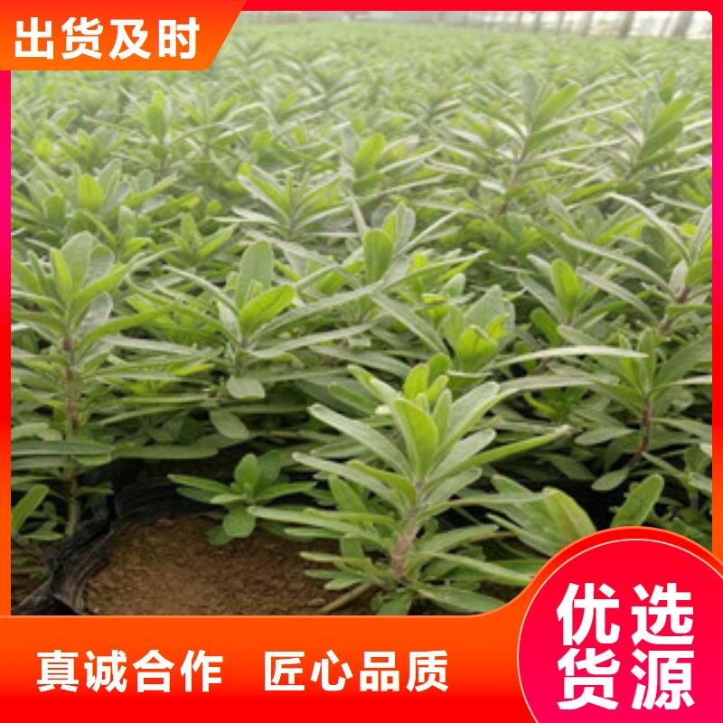 花海景观柳叶马鞭草/薰衣草支持定制批发