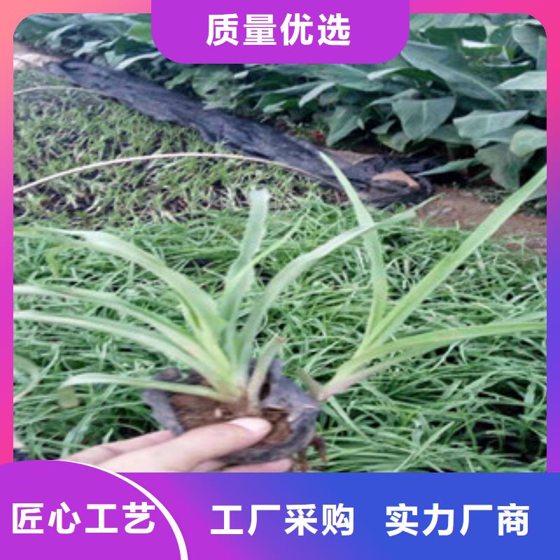 花海景观宿根花卉基地不断创新