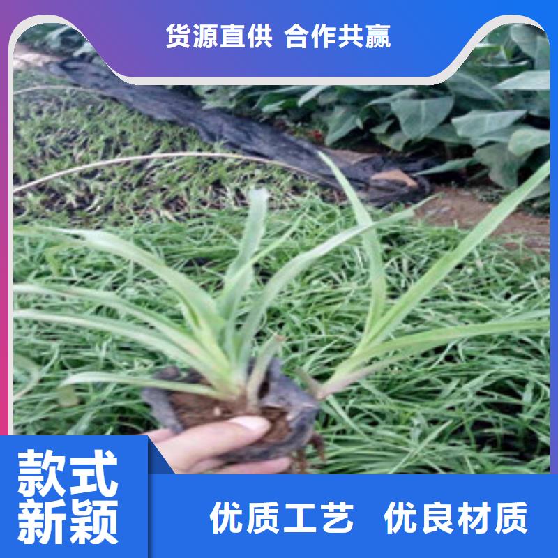 花海景观-水生植物/荷花睡莲厂家直营