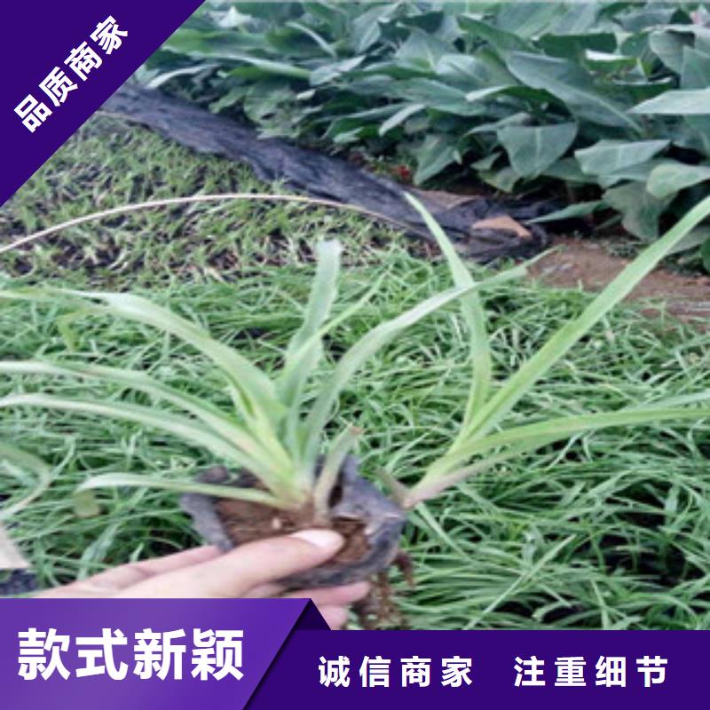 花海景观柳叶马鞭草/薰衣草支持定制批发