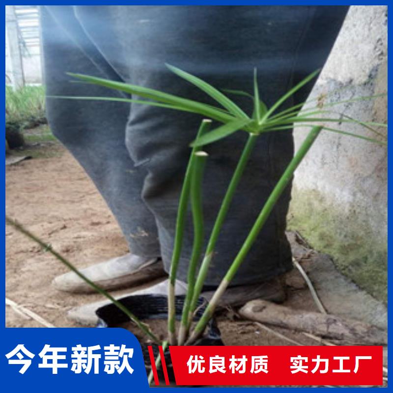 花海景观_五一国庆草花批发多种款式可随心选择