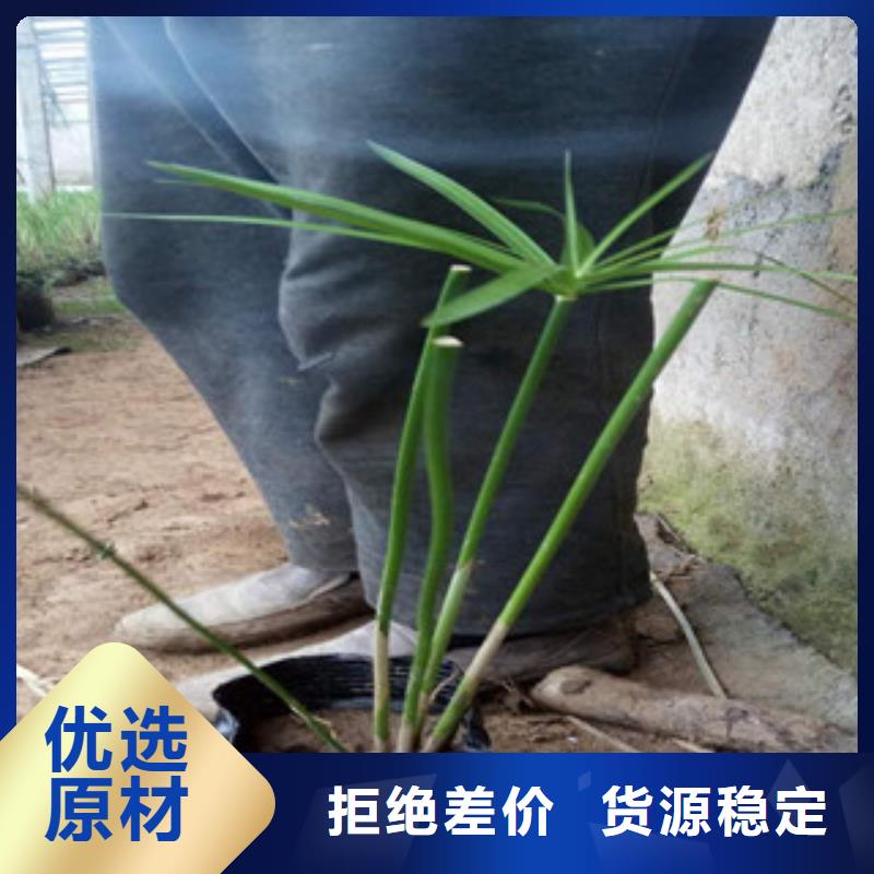 花海景观耐寒耐旱草花基地随到随提