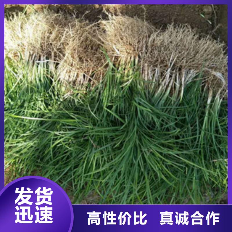 花海景观-花海景观工程来图来样定制