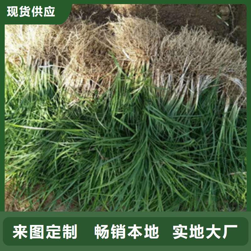 花海景观【宿根花卉基地】专业生产N年