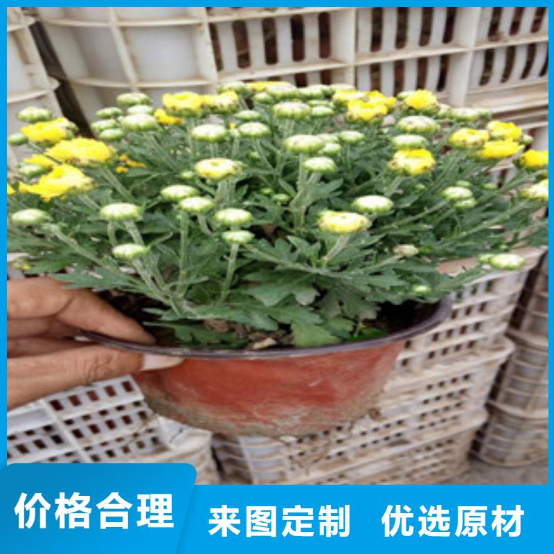 花海景观-水生植物/荷花睡莲厂家直营
