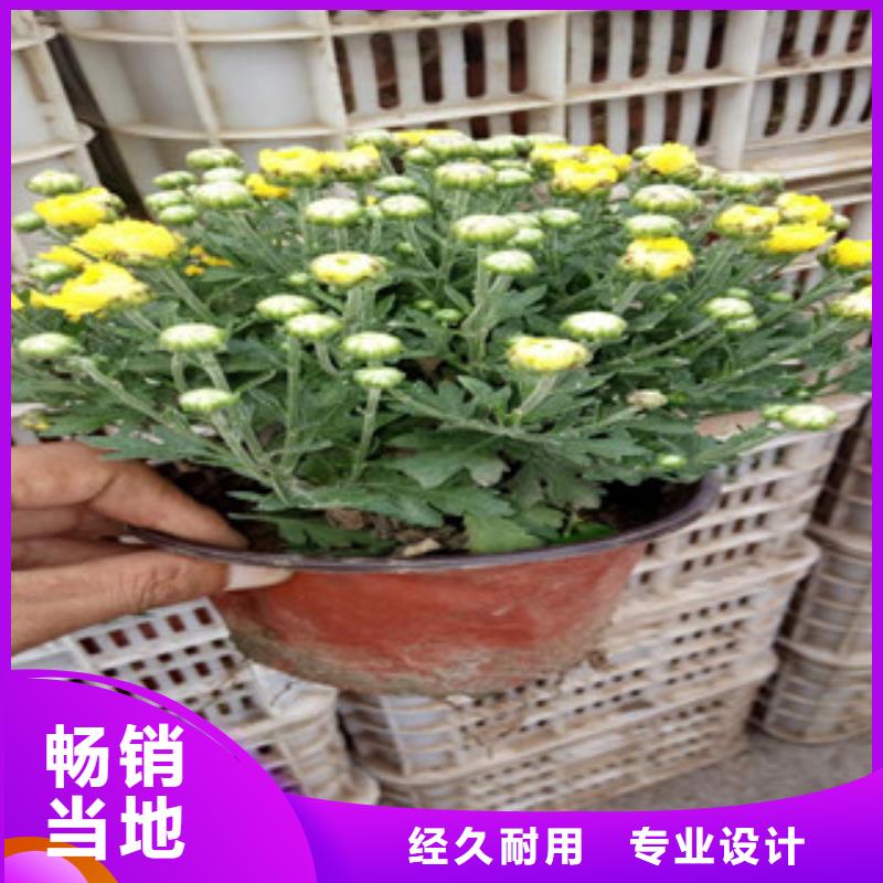 花海景观_五一国庆草花批发多种款式可随心选择