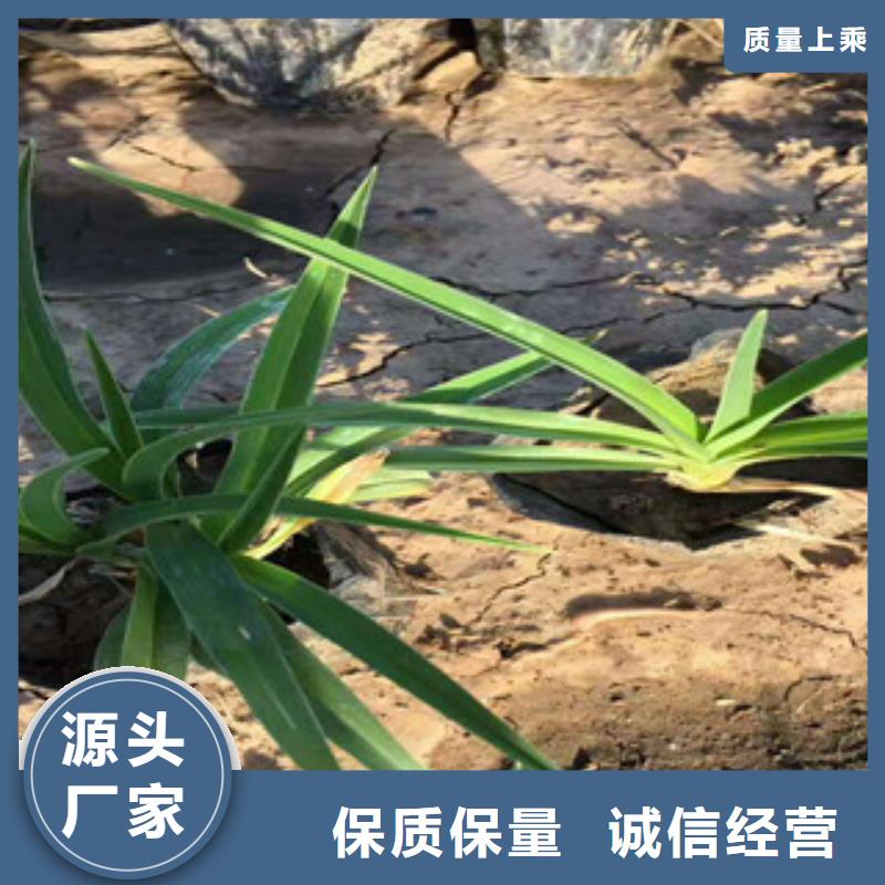 花海景观-花海景观工程来图来样定制