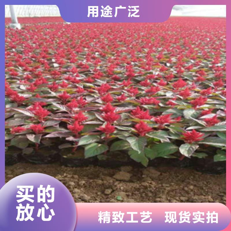 花海景观耐寒耐旱草花基地随到随提