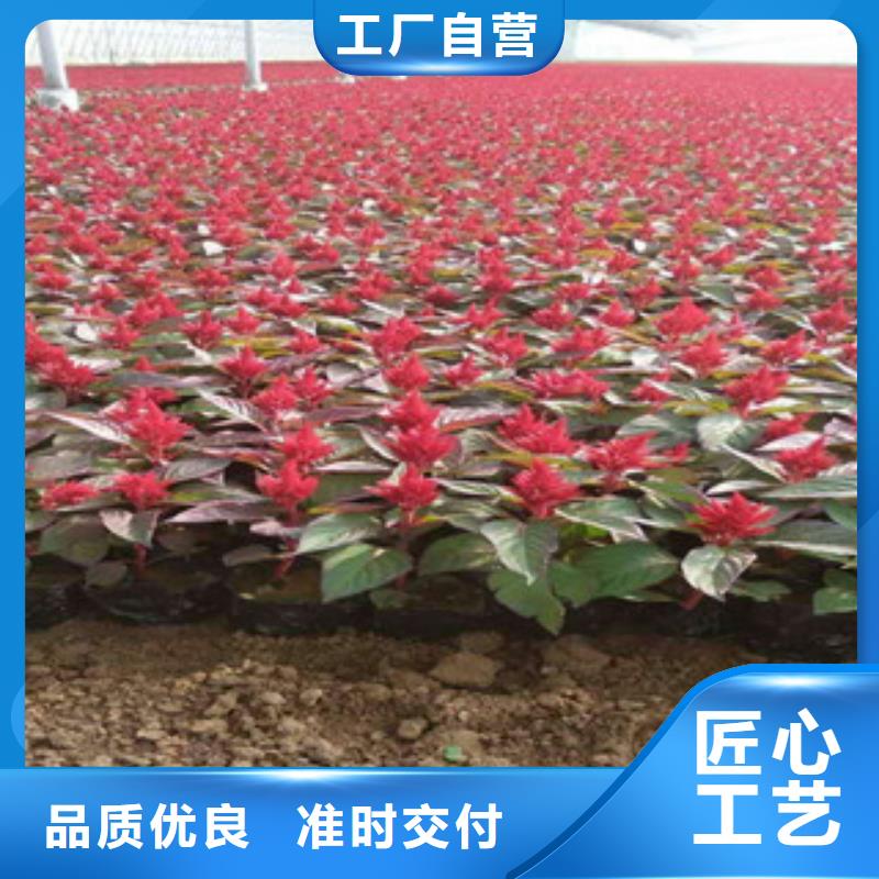 花海景观,【观赏草/蒲苇狼尾草】性能稳定