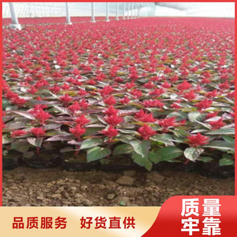 花海景观宿根花卉基地质量无忧