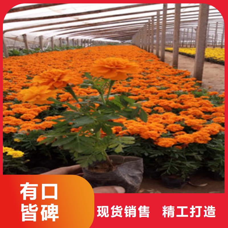 【花海景观】水生植物/荷花睡莲产地直供