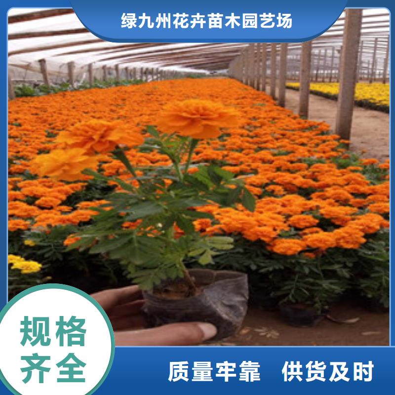 花海景观,【水生植物/荷花睡莲】品牌企业