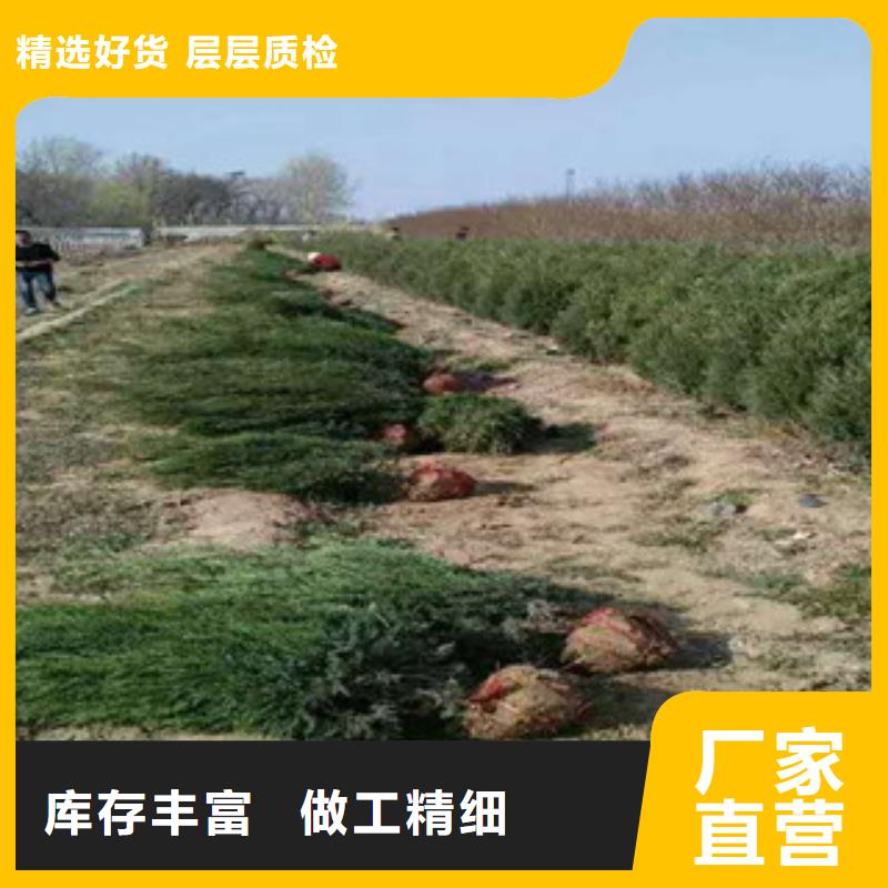 花海景观-水生植物/荷花睡莲厂家直营