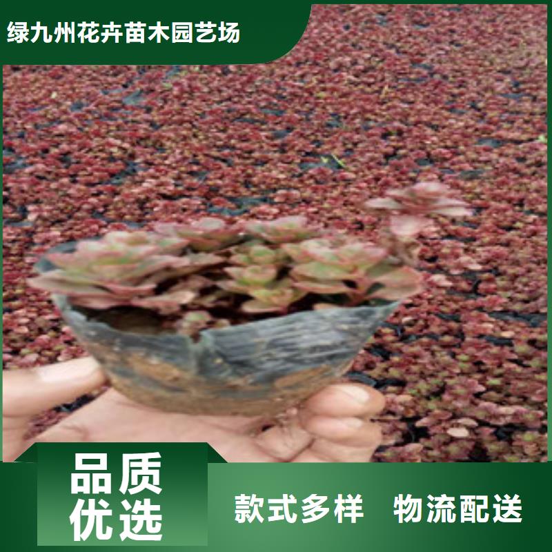 花海景观鲁冰花/粉黛乱子草生产厂家