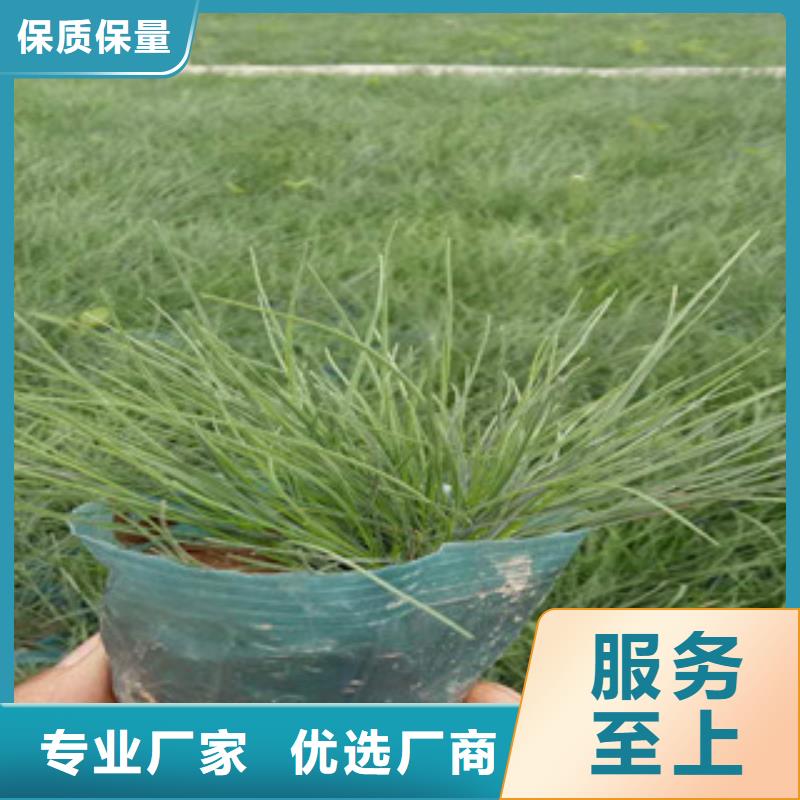 花海景观,【观赏草/蒲苇狼尾草】性能稳定