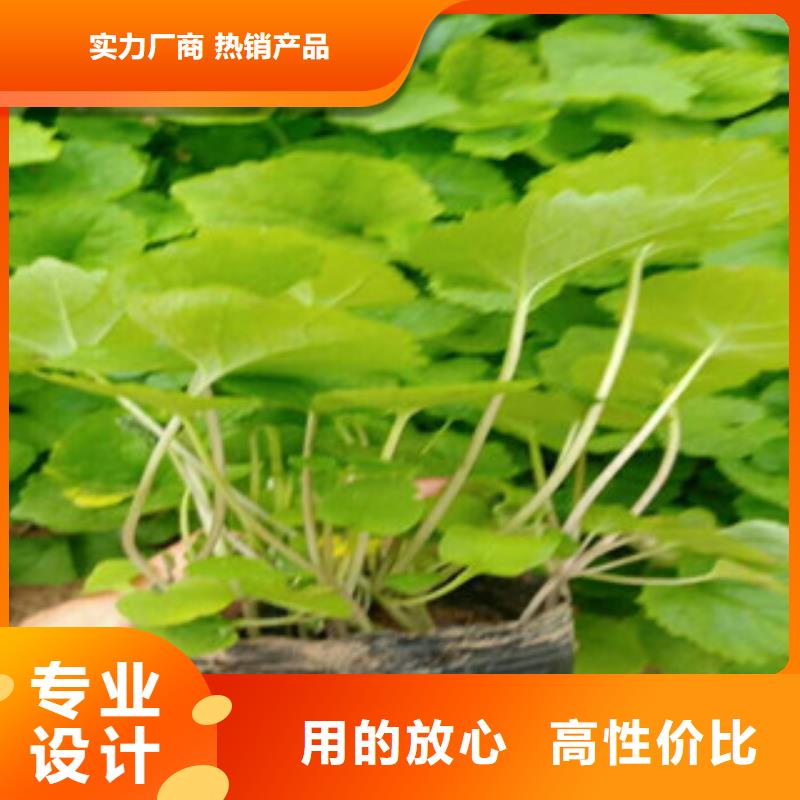 花海景观,【水生植物/荷花睡莲】品牌企业