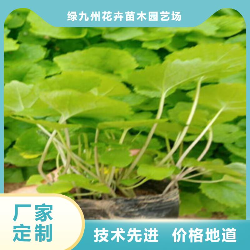 花海景观耐寒耐旱草花基地随到随提