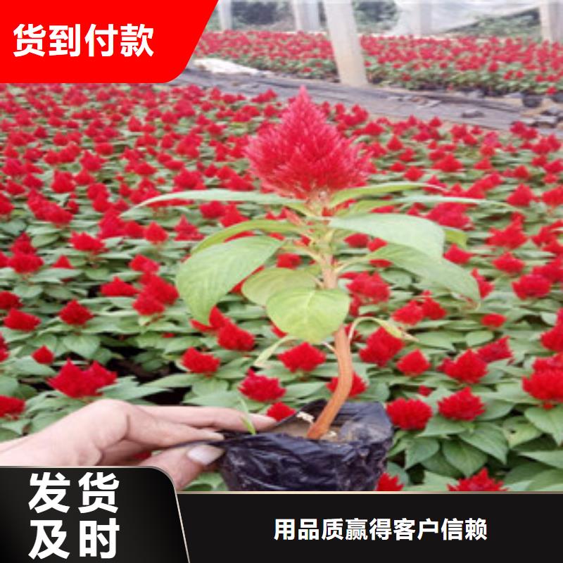 花海景观宿根花卉基地质量无忧