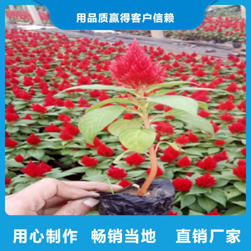 花海景观,【观赏草/蒲苇狼尾草】性能稳定