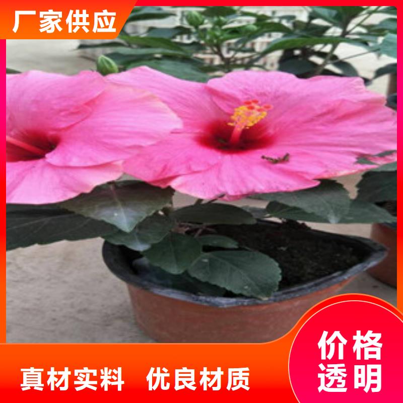 花海景观,【水生植物/荷花睡莲】品牌企业