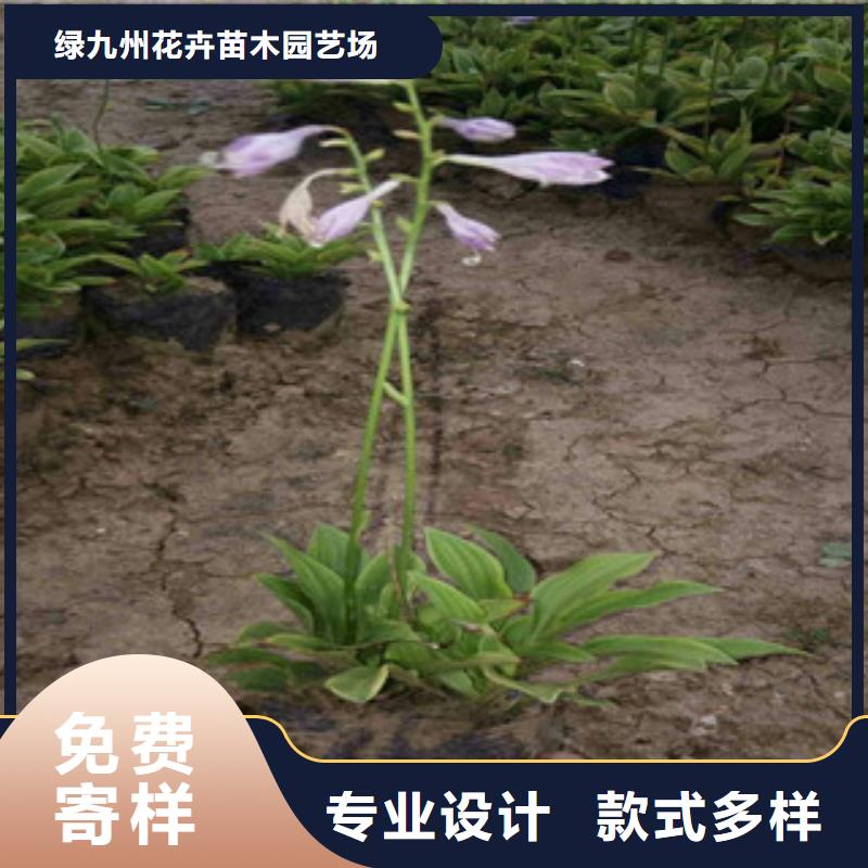 花海景观鲁冰花/粉黛乱子草生产厂家