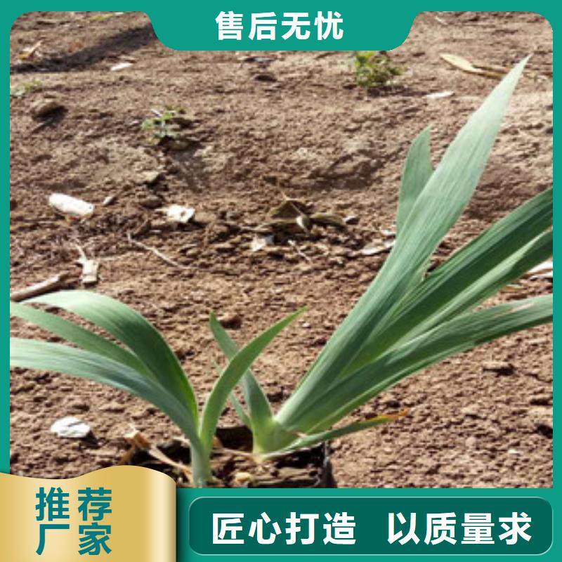 花海景观宿根花卉基地不断创新