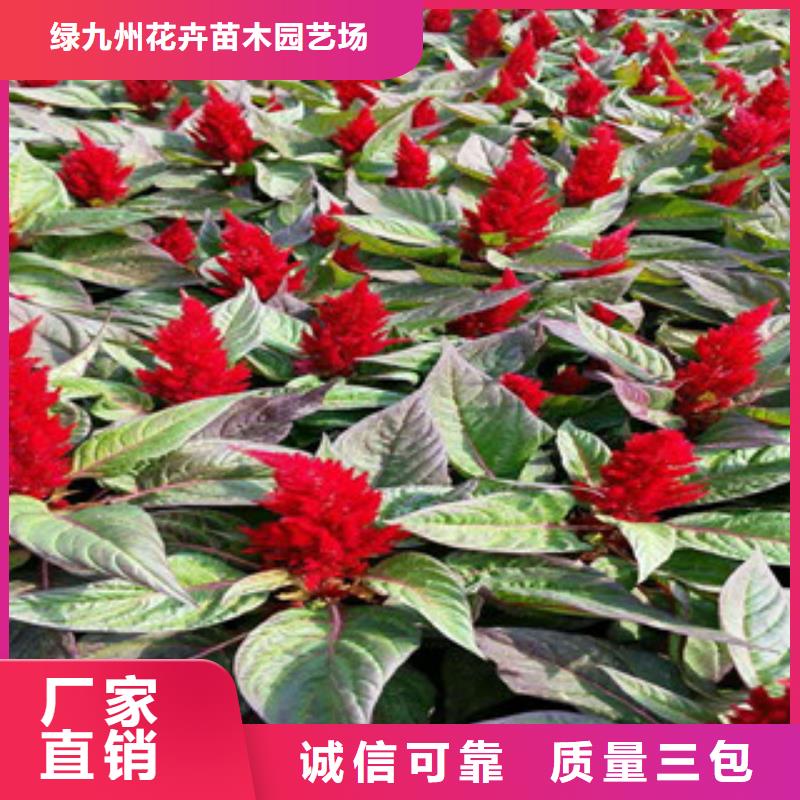 花海景观时令花卉/绿化草花价格质量优选