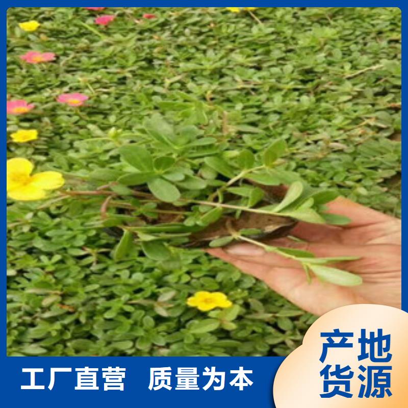 花海景观,【水生植物/荷花睡莲】品牌企业