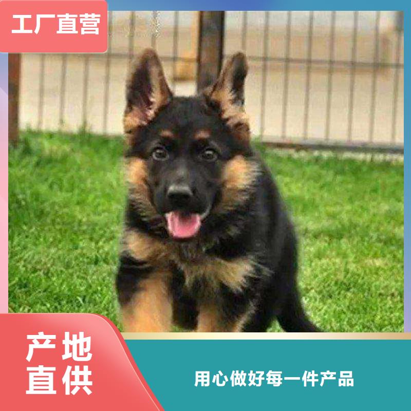 德国牧羊犬罗威纳犬多种规格供您选择