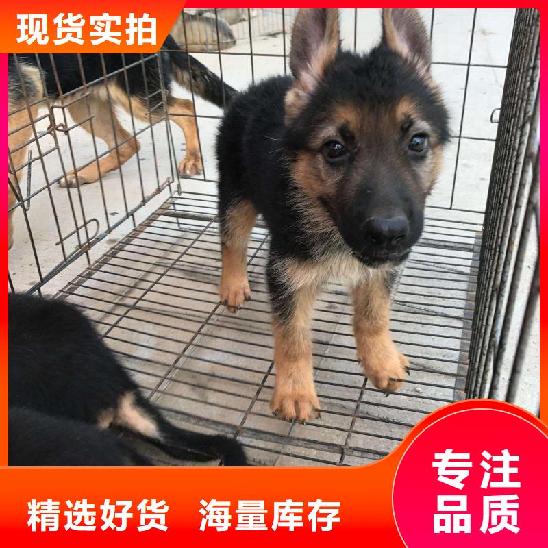 德国牧羊犬杜宾犬精挑细选好货