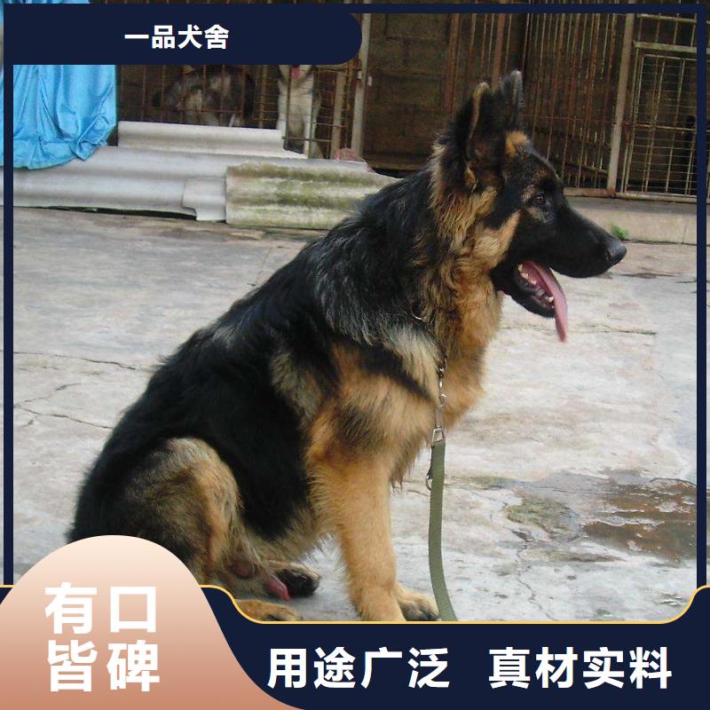 德国牧羊犬,【马犬】买的放心
