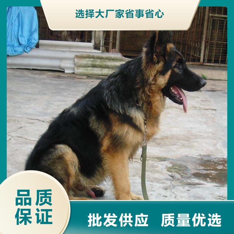 德国牧羊犬卡斯罗犬品种全