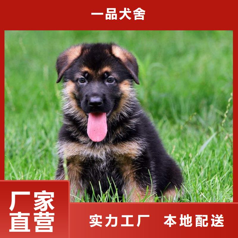 德国牧羊犬【杜宾犬】精工细致打造