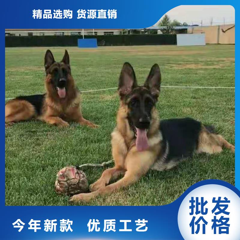 德国牧羊犬黑狼免费寄样