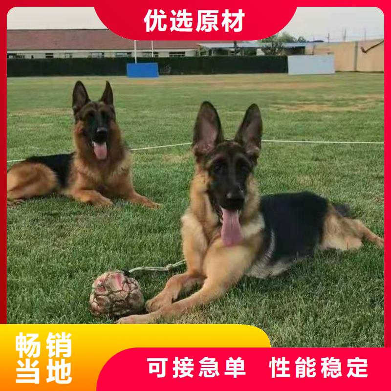 德国牧羊犬【罗威纳犬】质检合格出厂