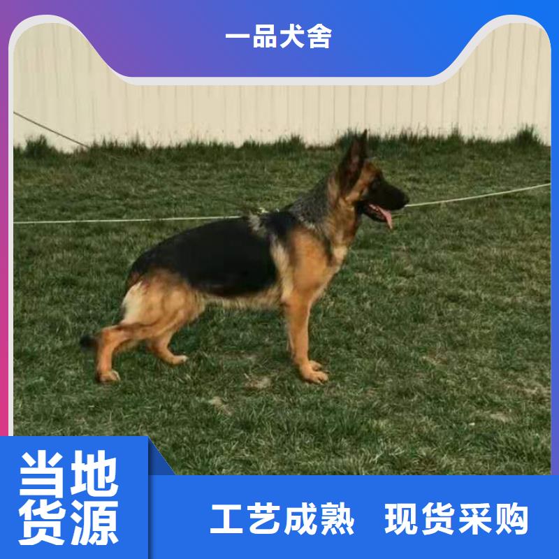 德国牧羊犬黑狼免费寄样