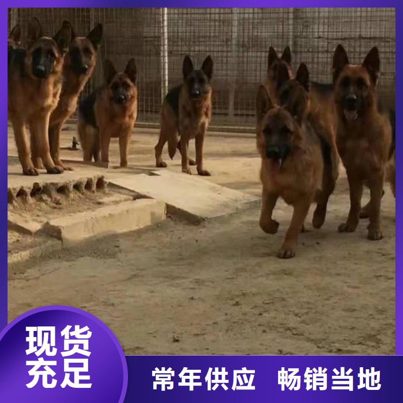 德国牧羊犬马犬买的是放心