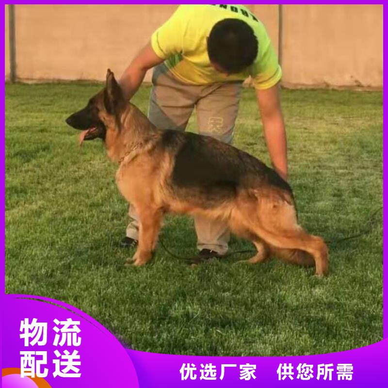德国牧羊犬【罗威纳犬】质检合格出厂