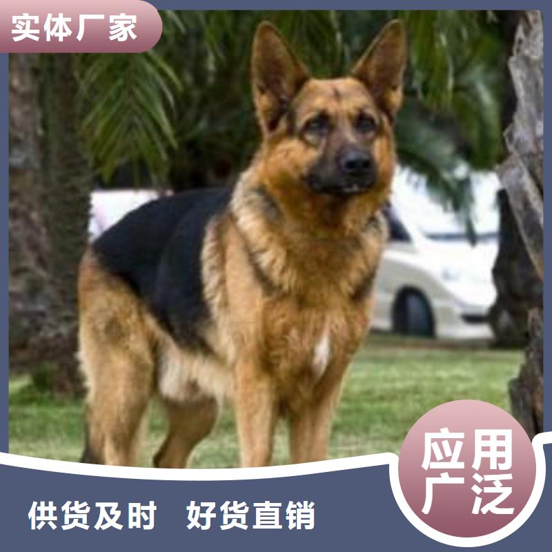 德国牧羊犬,德牧犬生产经验丰富