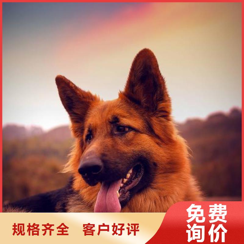 德国牧羊犬杜宾犬精挑细选好货